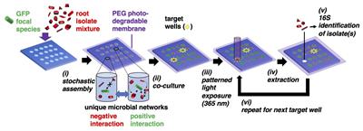 Simultaneous Discovery of Positive and Negative Interactions Among Rhizosphere Bacteria Using Microwell Recovery Arrays